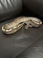 Ball python, Animaux & Accessoires, Serpent