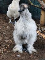 Blauw/wit Zijdehoen haantje