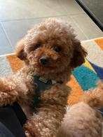 Toypoedel dekreu volledig getest met stamboom, Dieren en Toebehoren, Poedel, België, Fokker | Hobbymatig, Reu