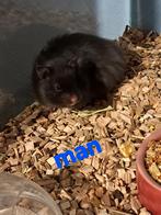 Langharig en kort harige Goudhamsters, Dieren en Toebehoren, Hamster, Januari, Meerdere dieren, Tam