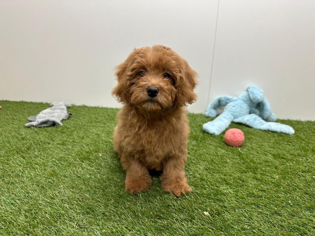 Chiots Cavapoo, Hépatite contagieuse (maladie de Rubarth), Plusieurs, Belgique, Plusieurs animaux