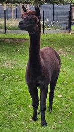 Alpaca merrie, Avril, Femelle