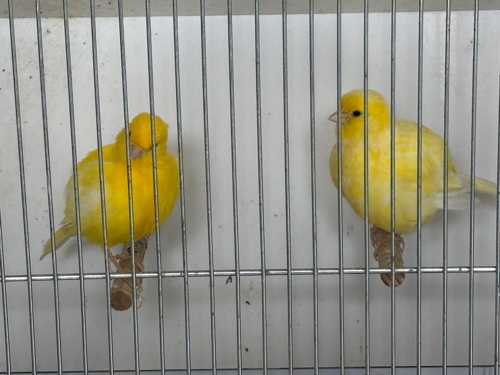 Prachtig overjaars koppel fife fancy - stopzetting hobby, Meerdere dieren, Postuurkanarie