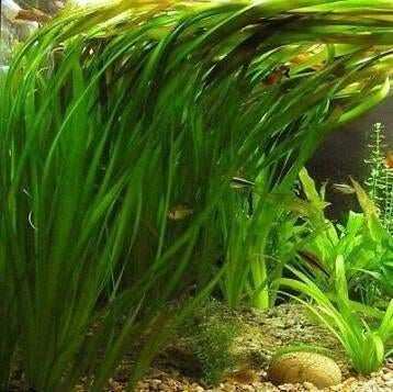 Vallisneria gigantea, Enlèvement ou Envoi, Utilisé, Plante(s), Pierre ou Bois