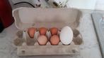 Oeuf d'oie blanche. Région Charleroi. Tél 0494118335, Articles professionnels, Enlèvement