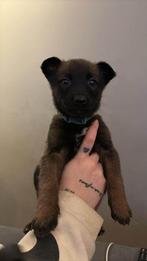 Mechelse herder pups, België, Particulier, Reu, 8 tot 15 weken