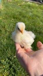 Kuikentjes cochin kriel, Dieren en Toebehoren, Pluimvee, Geslacht onbekend