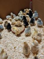 Cochinkriel kuikens, Plusieurs animaux, Poule ou poulet