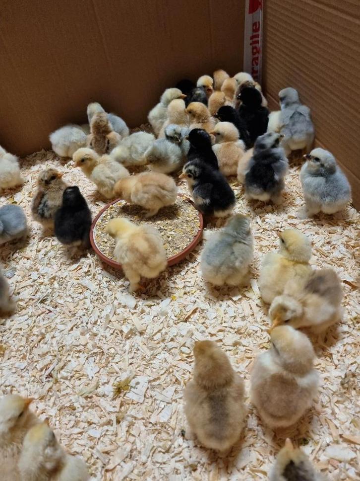 Cochinkriel kuikens, Animaux & Accessoires, Volatiles, Poule ou poulet, Plusieurs animaux