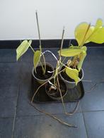 Stekjes monstera, Ophalen