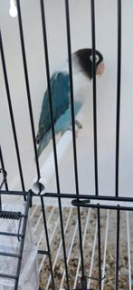 Personata misty, Dieren en Toebehoren