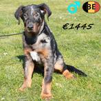 Beauceron (reuen) Belgische pups te koop, Parvo, België, 8 tot 15 weken, Meerdere
