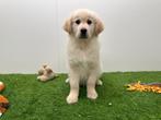 Chiots Golden Retriever, Animaux & Accessoires, Golden retriever, Hépatite contagieuse (maladie de Rubarth), Plusieurs, Belgique