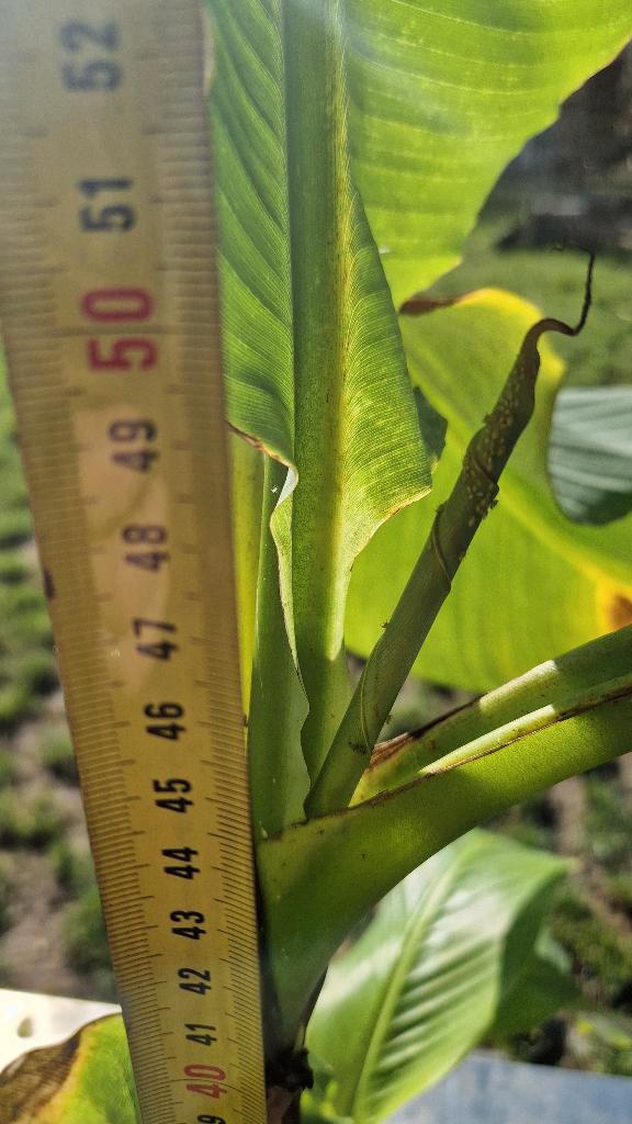 bananenplant Musa Basjoo, Tuin en Terras, Planten | Tuinplanten, Vaste plant, Overige soorten, Volle zon, Zomer, Ophalen