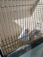 Jonge valkparkieten, Dieren en Toebehoren, Vogels | Parkieten en Papegaaien