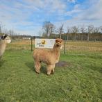 Alpaca's te koop, Avril, Plusieurs animaux