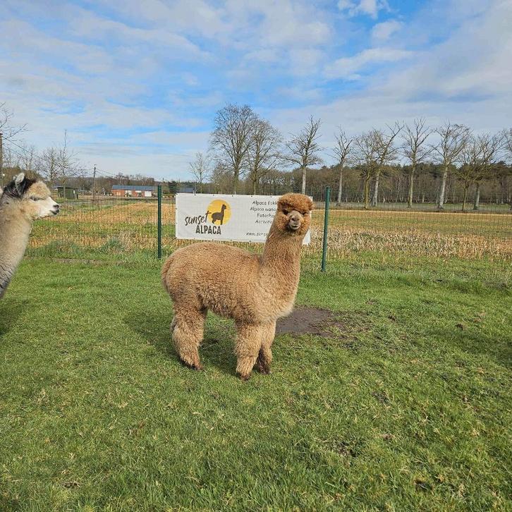 Alpaca's te koop, Dieren en Toebehoren, Overige Dieren, Meerdere dieren, April
