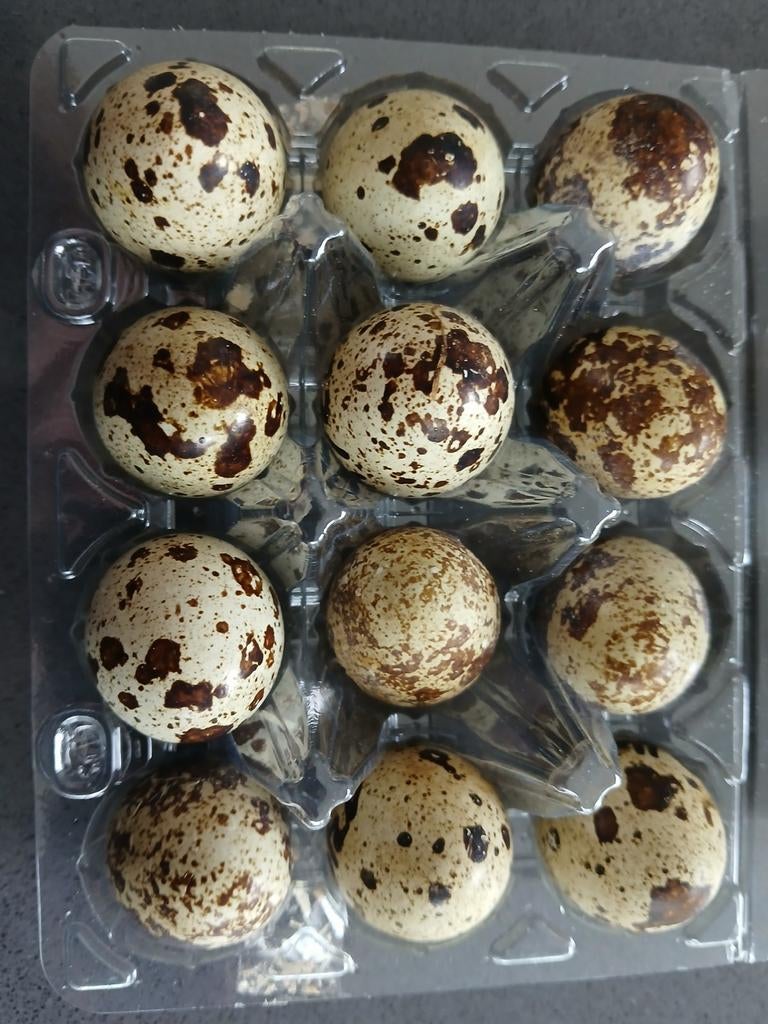 Broedeieren japanse kwartel