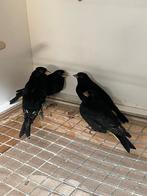 Zwarte sijzen, Dieren en Toebehoren