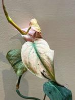 Philodendron Micans Menthe/Pink Variegata, Maison & Meubles, Plantes d'intérieur, Enlèvement ou Envoi