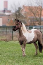 Project pony / weide maatje, Dieren en Toebehoren, Pony's, Merrie