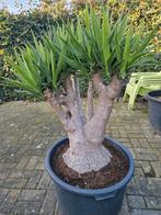 Prachtige Yucca's., Ophalen