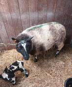 ooi met ooilam, Femelle, Mouton