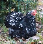 Sierkippen te samen weg, Vrouwelijk, Kip