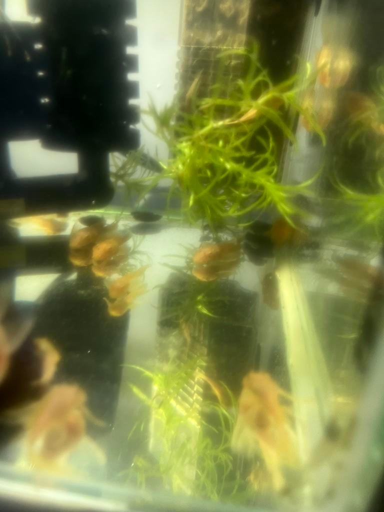 Ancistruss Lemon long fin 5cm €7 per stuk, Dieren en Toebehoren, Vissen | Aquariumvissen