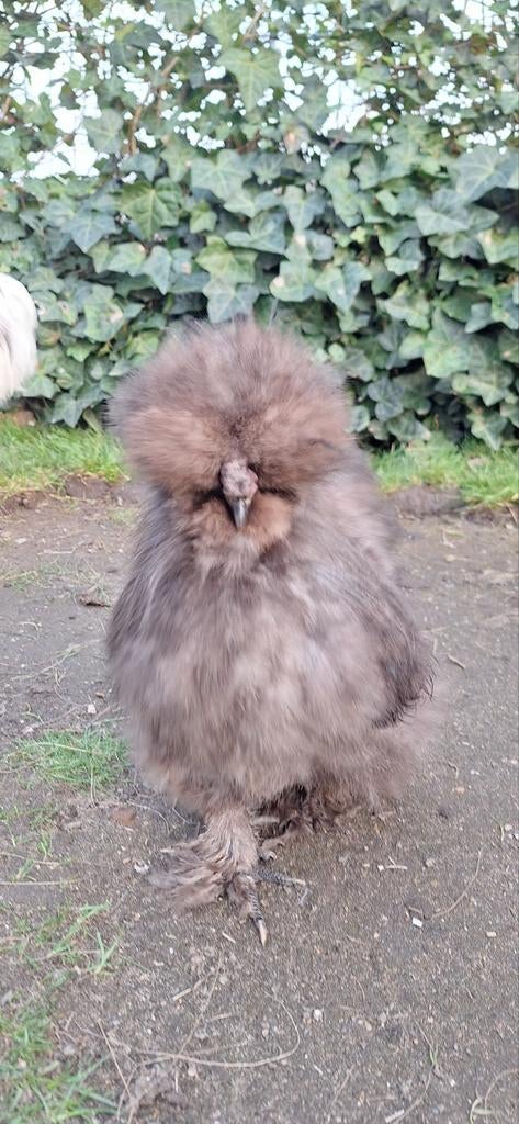 USA zijdehoender haan, Mannelijk, Kip