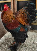 Brahma meerzomig patrijs hanen uit tentoondtellingsfok, Dieren en Toebehoren, Pluimvee