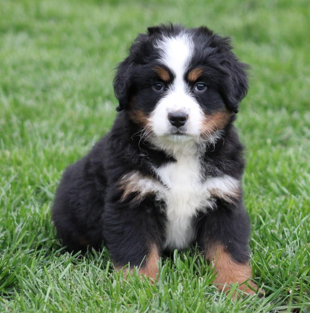 Chiots de montagne bernois, Belgique, Plusieurs, Hépatite contagieuse (maladie de Rubarth), Chienne