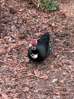 Trio barbarie eenden, Animaux & Accessoires, Canard