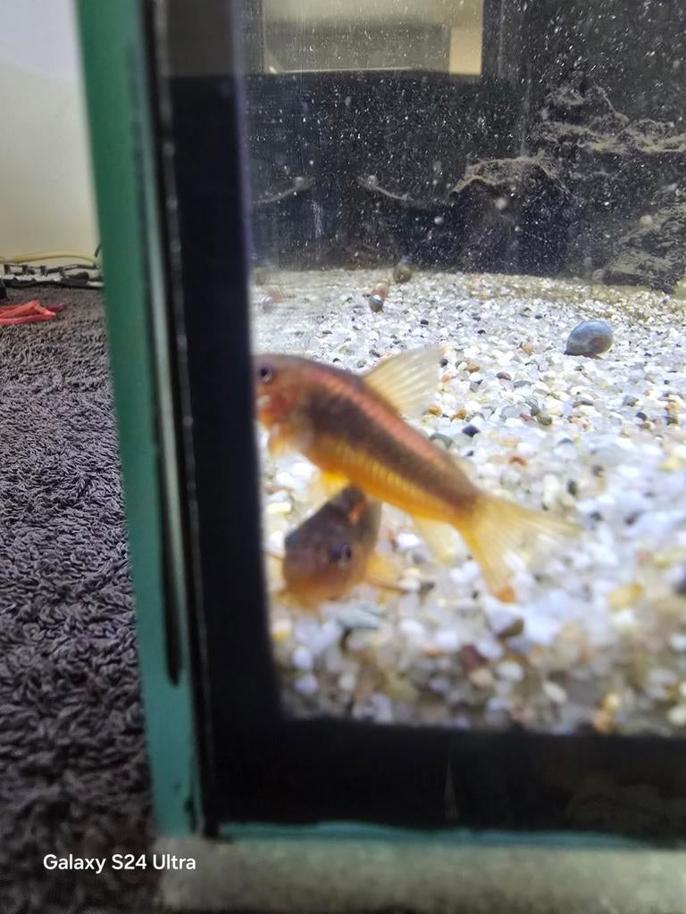 Corydoras Orange Line CW10 3/4cm, Vis, Zoetwatervis, Schoolvis