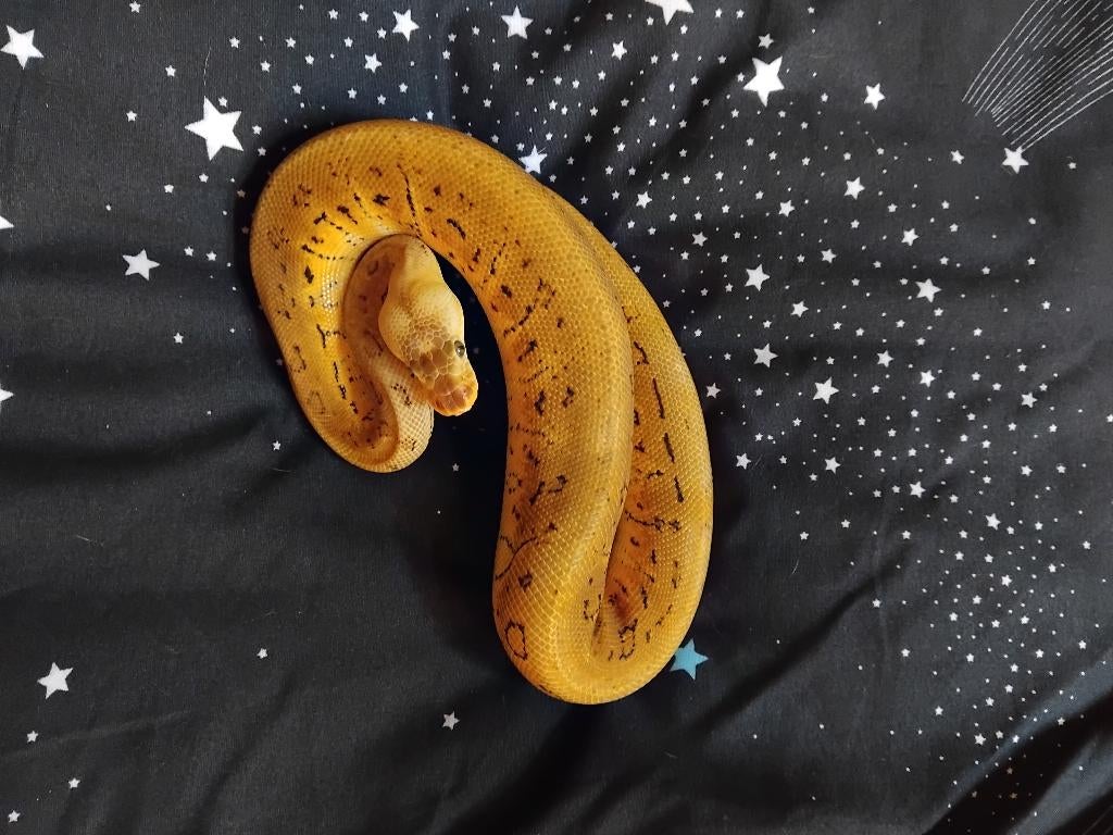 Lemonblast lesser crypton 0.1, Dieren en Toebehoren, Slang, Tam, 0 tot 2 jaar