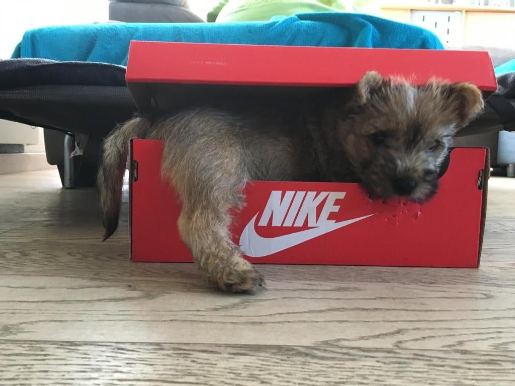 Cairn Terrier pups bij ons thuis geboren, Dieren en Toebehoren, België, Fokker | Hobbymatig, Overige rassen, 8 tot 15 weken