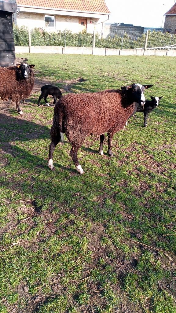 Mouton, mouton, Animaux & Accessoires, Mouton