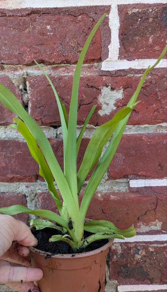 Oranje daglelie, Tuin en Terras, Planten | Tuinplanten, Vaste plant, Zomer, Ophalen