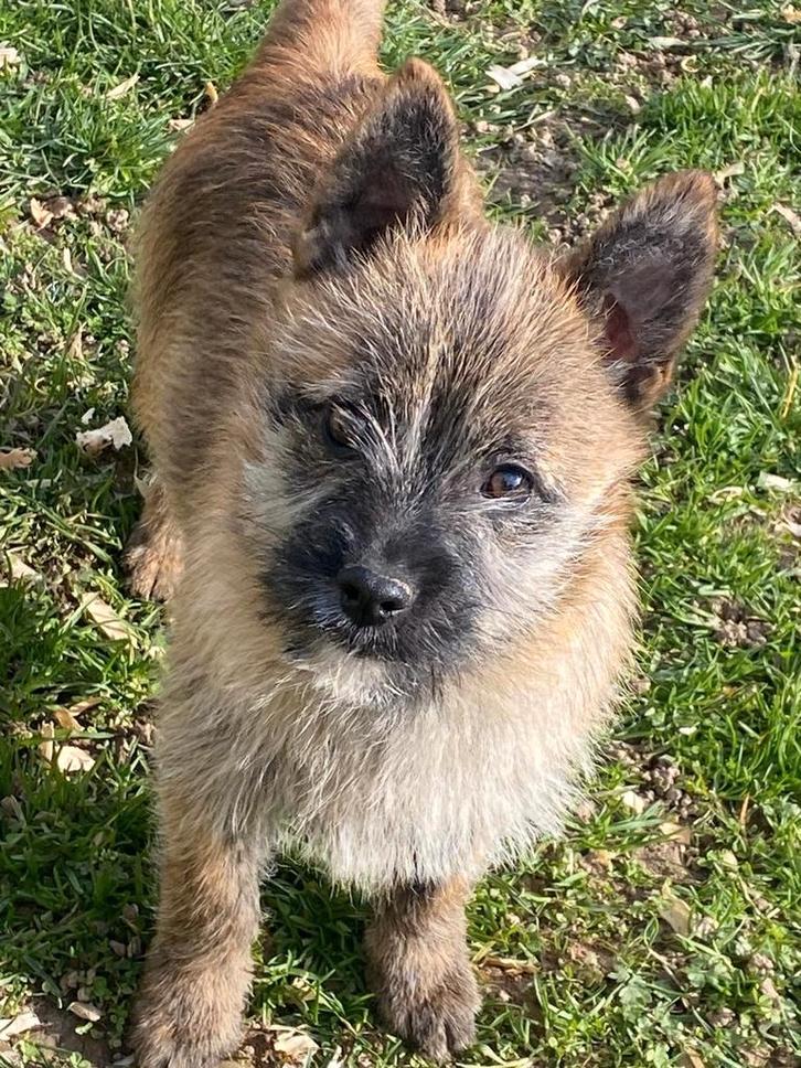 Cain terrier reuke x, Dieren en Toebehoren, Honden | Jack Russells en Terriërs, Reu, Overige rassen, Fokker | Professioneel, Eén hond