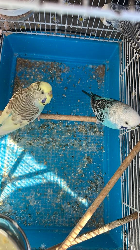 Parkieten, Dieren en Toebehoren, Meerdere dieren, Parkiet