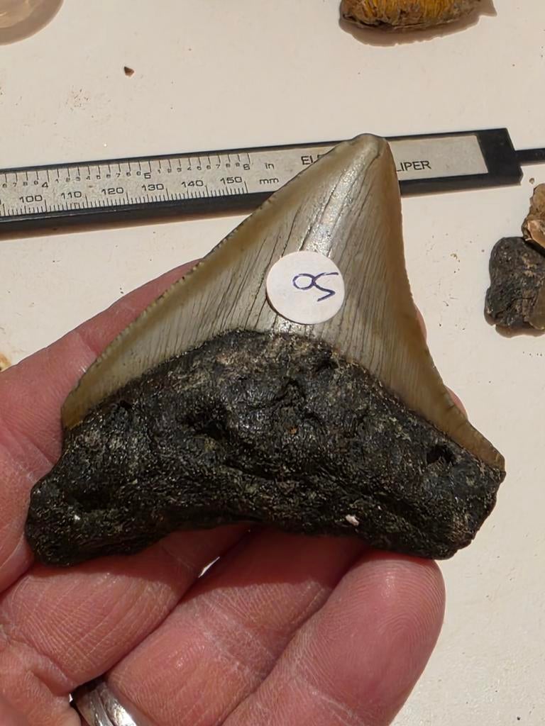 Mooie Carcharodon megalodon uit South Carolina 7 cm., Verzamelen, Ophalen of Verzenden, Fossiel