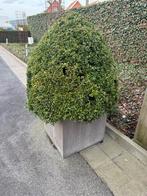 2 grote Buxus in pot, Ophalen, In pot