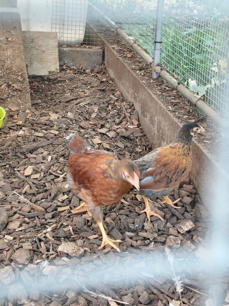 Wyandotte kriel hennen, Dieren en Toebehoren, Pluimvee, Vrouwelijk, Kip