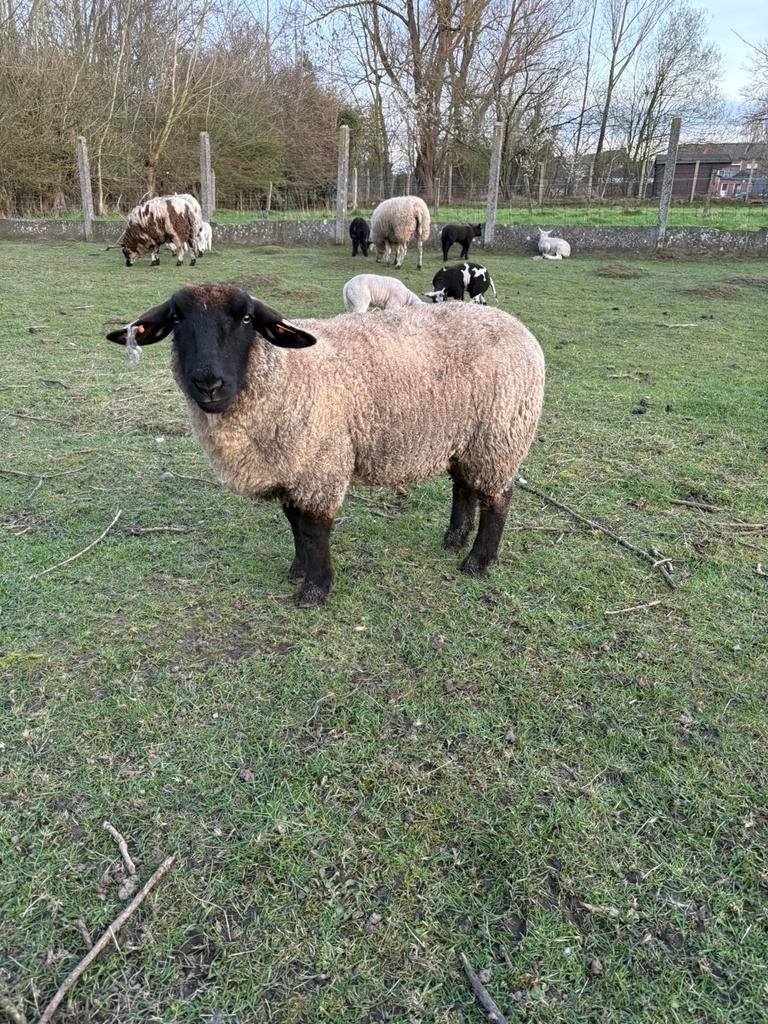 Suffolk ooi, Dieren en Toebehoren, Schapen, Geiten en Varkens, Vrouwelijk, Schaap, 0 tot 2 jaar