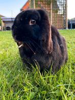 Gratis: 2 leuke konijntjes., Animaux & Accessoires, Lapins