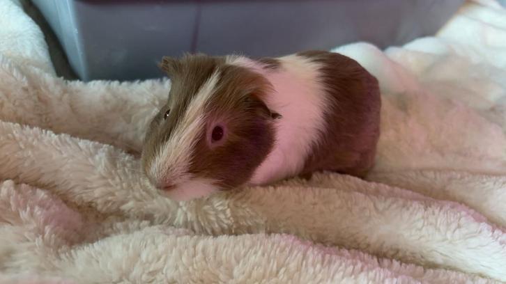 2 Cavias’s te koop kijk beschrijving dringend weg, Dieren en Toebehoren, Knaagdieren, Mannelijk, Cavia, November, Tam