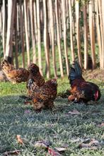 Oeufs fécondés de Barbu d’Uccle mille fleurs, Plusieurs animaux, Poule ou poulet