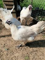 Broedeieren gahmong, Dieren en Toebehoren