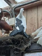 Pauwstaart duiven 3 stuk 10 euro per stuk of 25 voor de 3, Dieren en Toebehoren, Vogels | Duiven