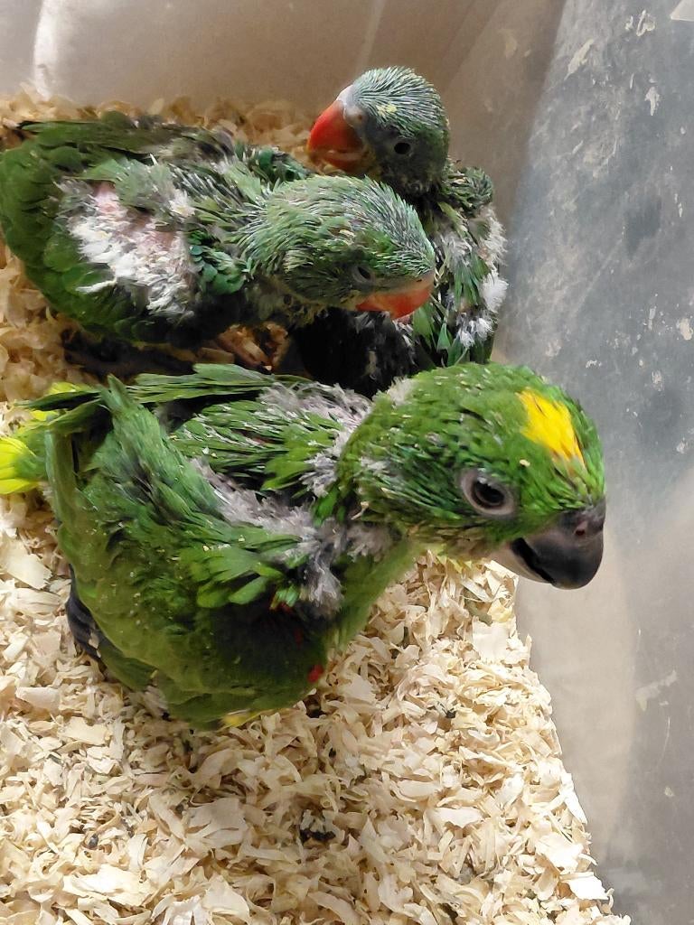 Baby Geelvoorhoofd-amazone-papegaai en Grote Alexanders, Dieren en Toebehoren, Vogels | Parkieten en Papegaaien, Geslacht onbekend